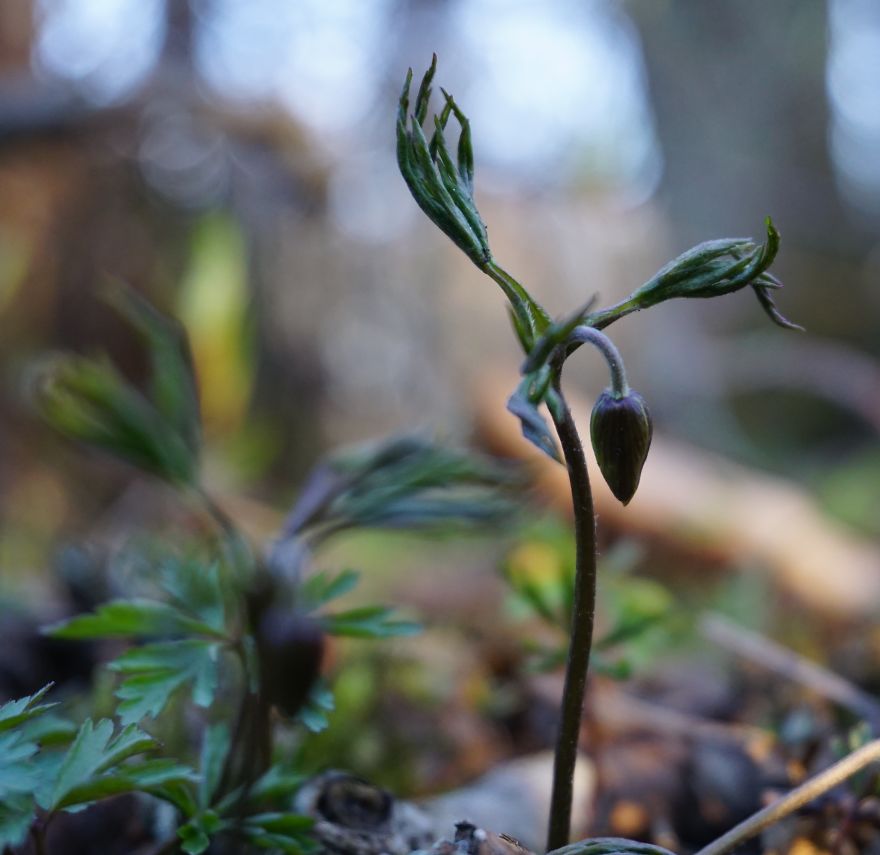 Anemone Rising Anemone Rising