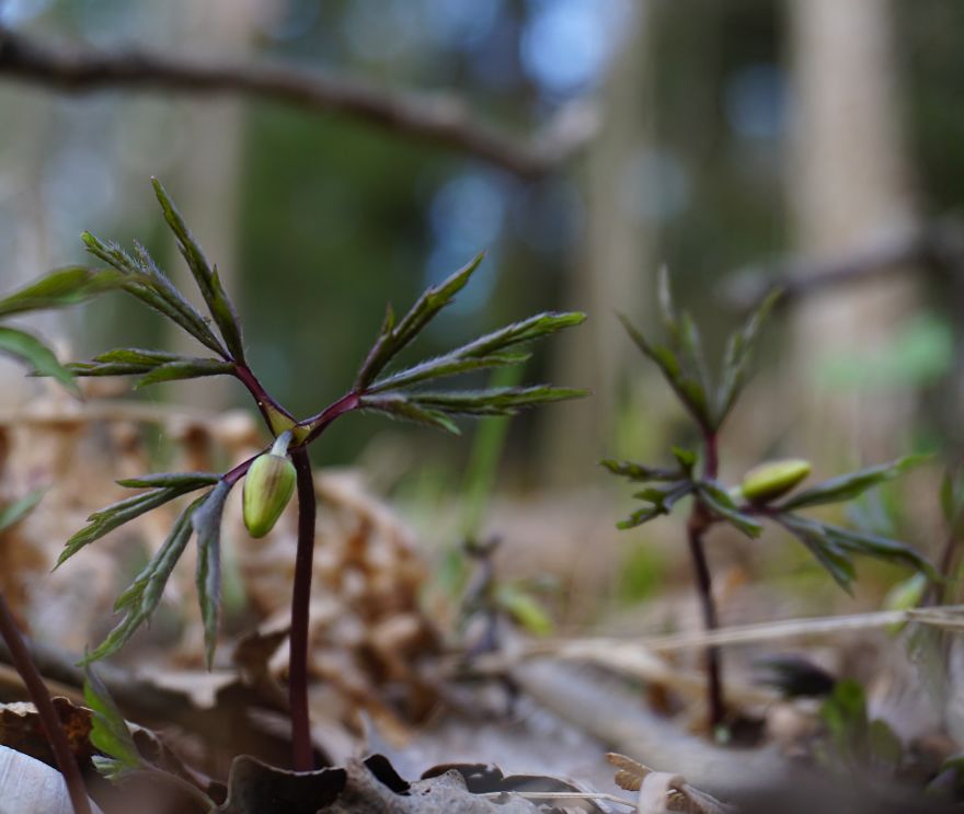 Anemone Rising Anemone Rising