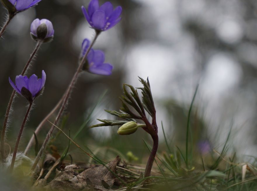 Anemone Rising Anemone Rising