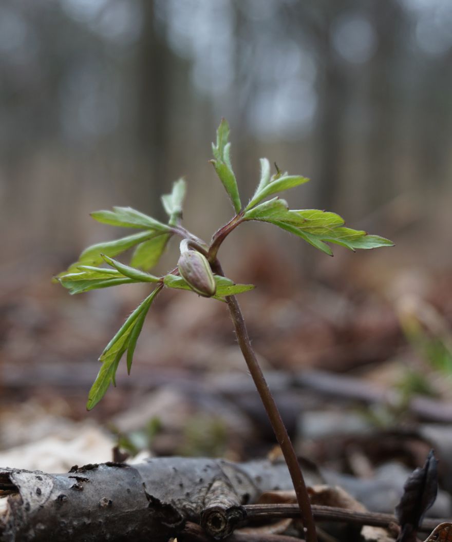 Anemone Rising Anemone Rising