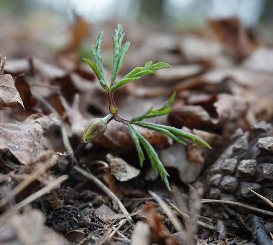 Anemone Rising Anemone Rising