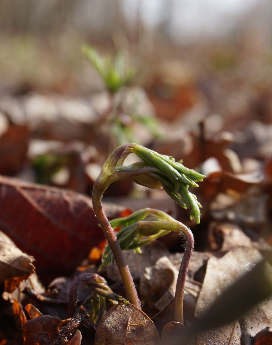 Anemone Rising Anemone Rising