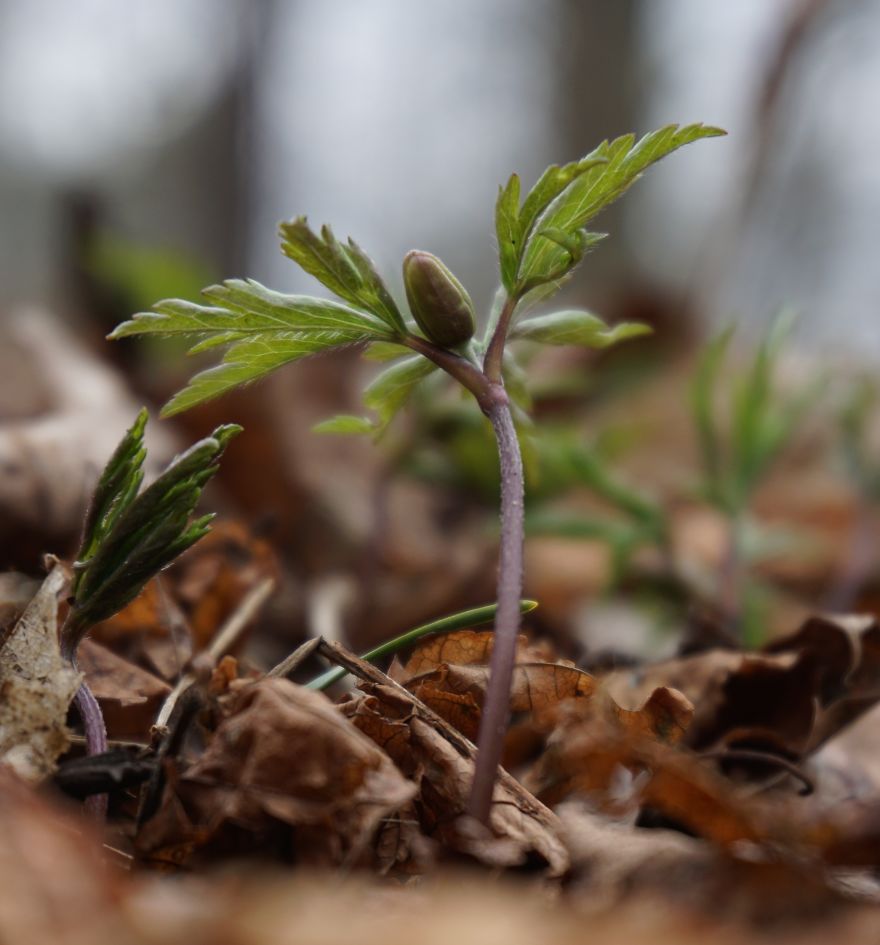 Anemone Rising Anemone Rising