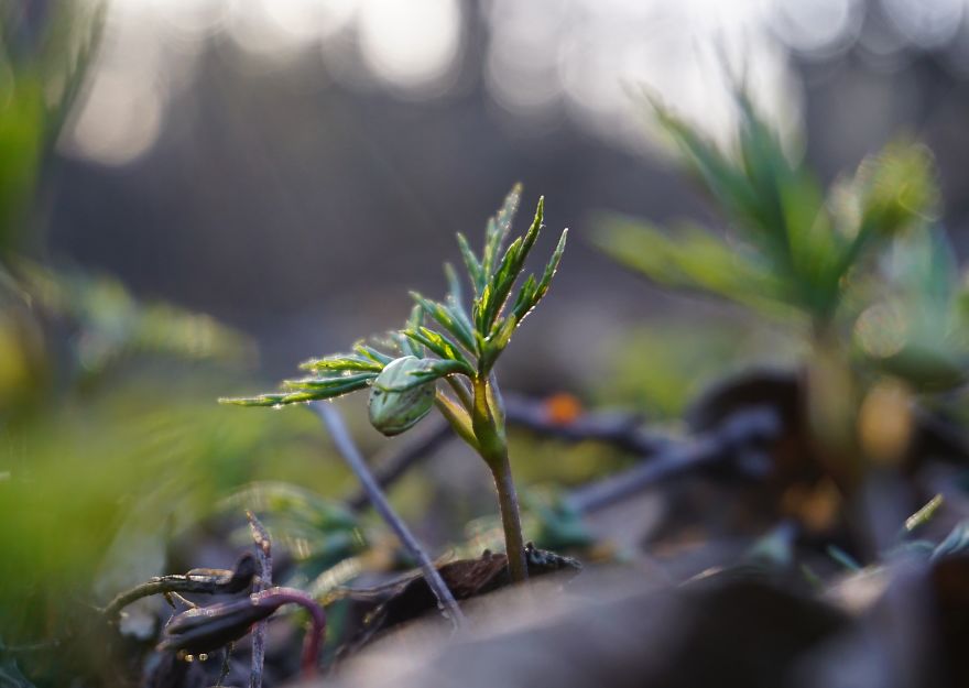 Anemone Rising Anemone Rising