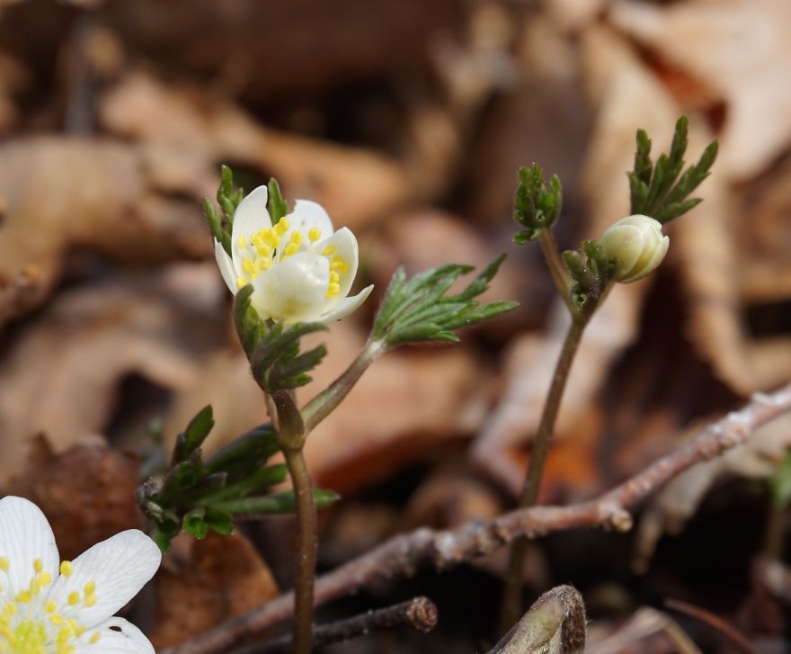 Anemone Rising Anemone Rising