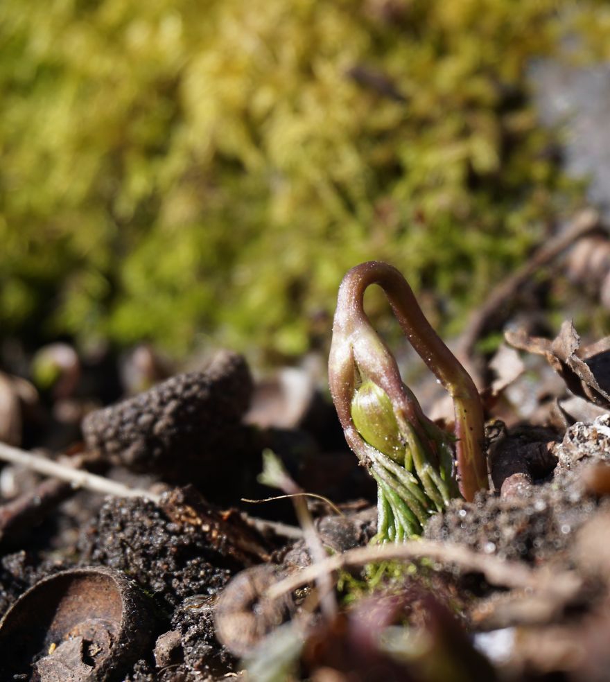 Anemone Rising Anemone Rising
