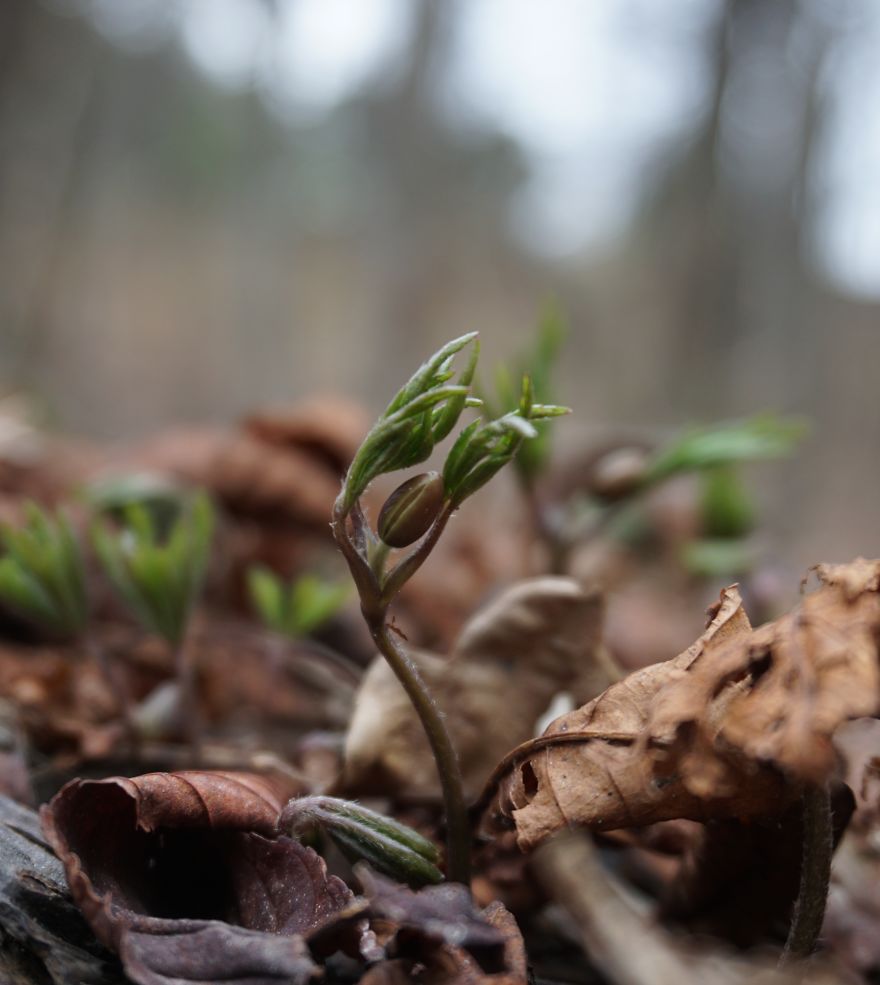 Anemone Rising Anemone Rising