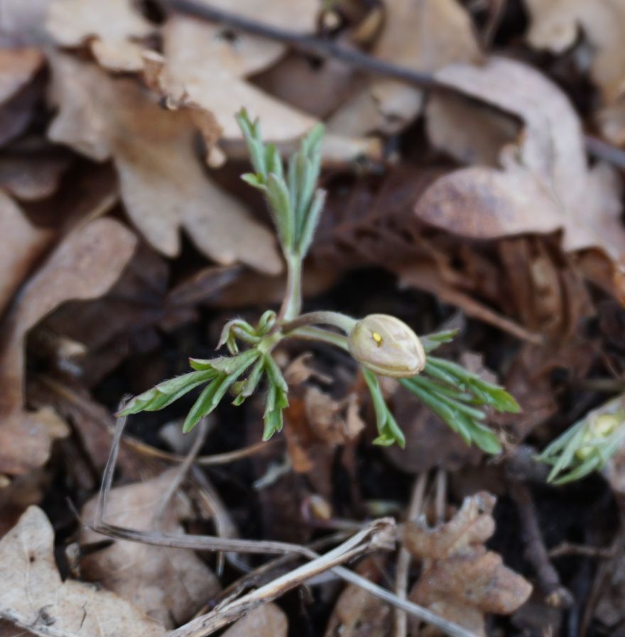 Anemone Rising Anemone Rising