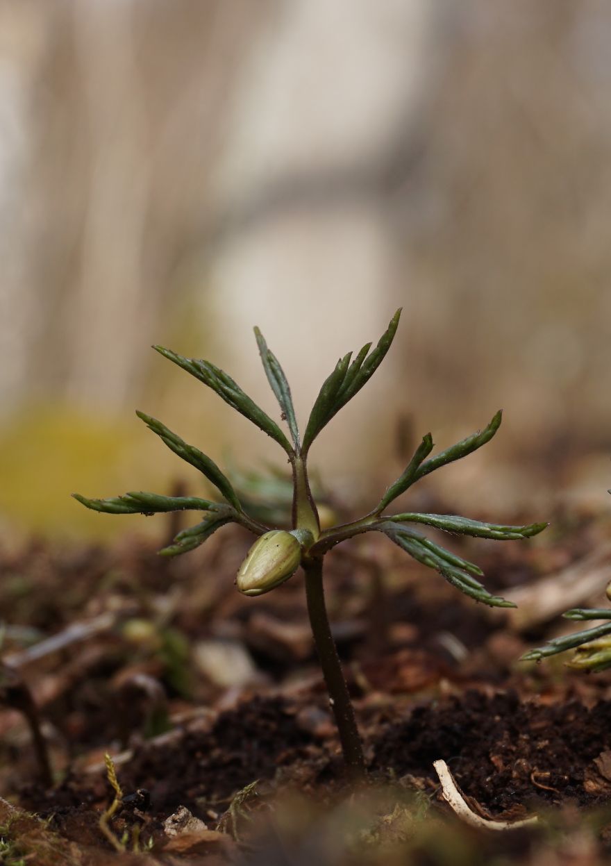 Anemone Rising Anemone Rising