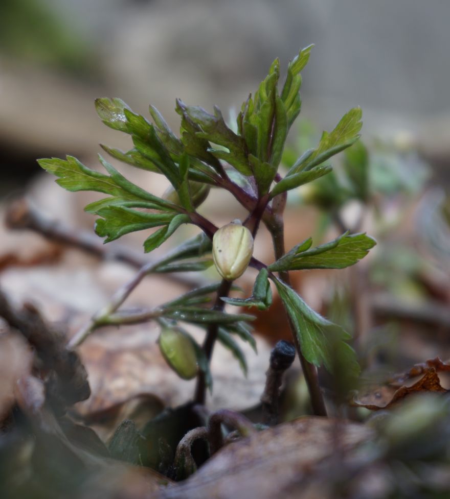 Anemone Rising Anemone Rising