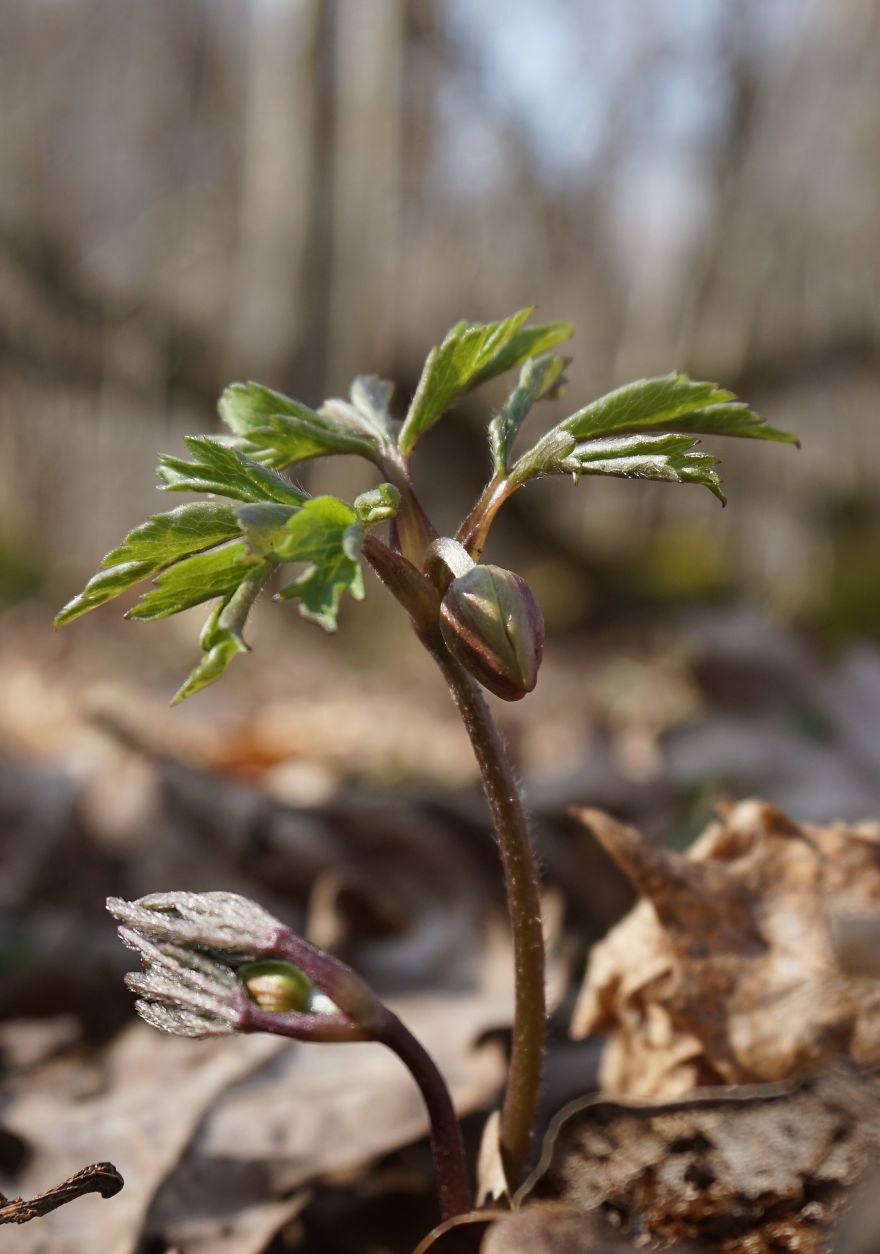Anemone Rising Anemone Rising