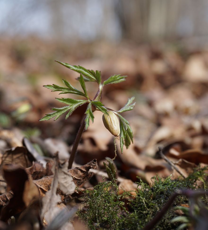 Anemone Rising Anemone Rising