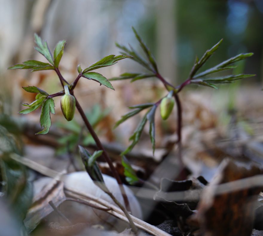 Anemone Rising Anemone Rising