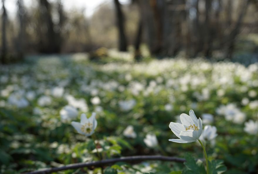 Anemone Rising Anemone Rising