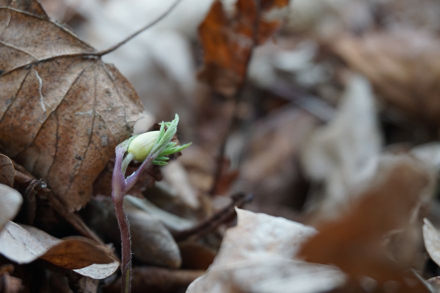 Anemone Rising Anemone Rising