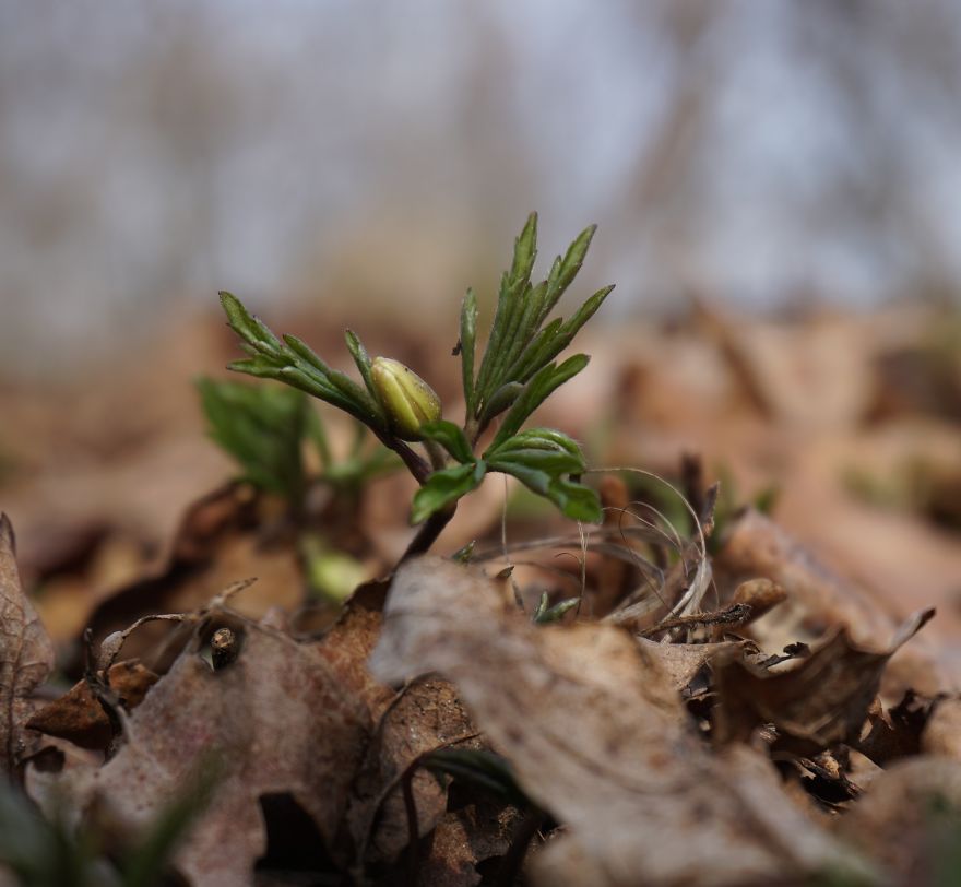 Anemone Rising Anemone Rising