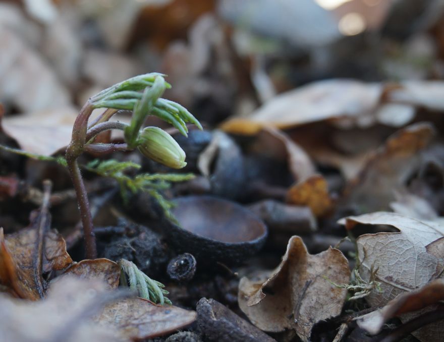Anemone Rising Anemone Rising