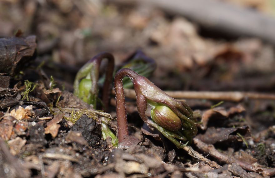Anemone Rising Anemone Rising
