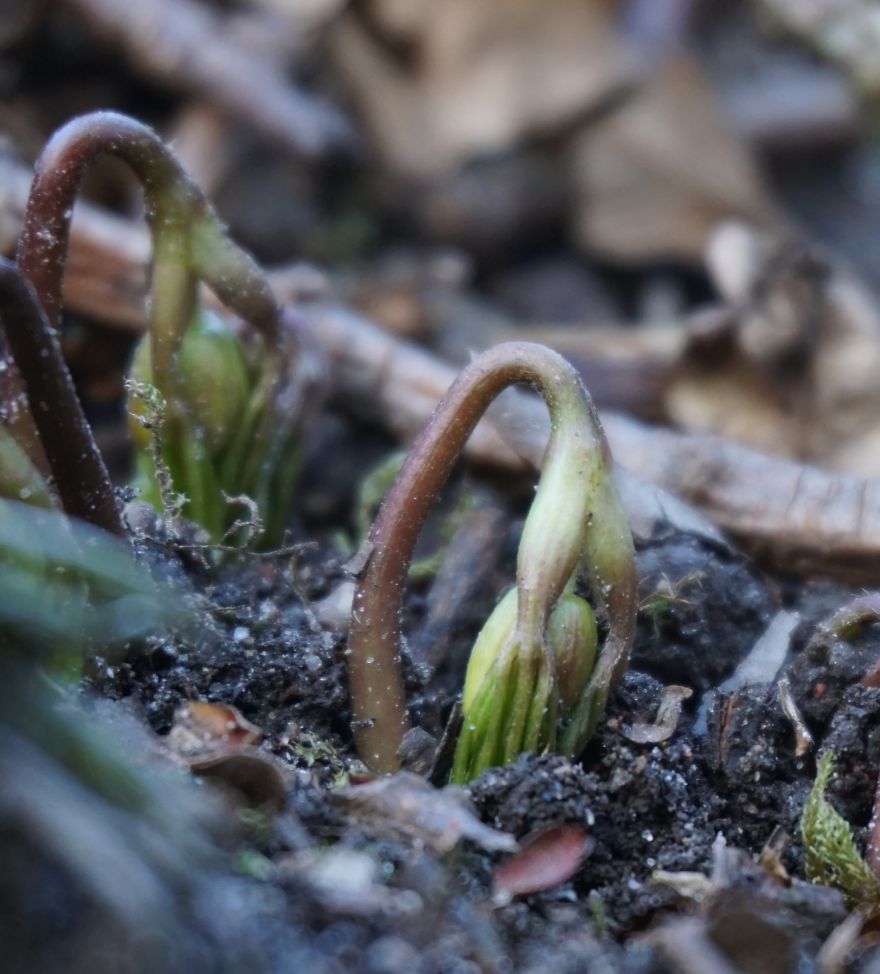 Anemone Rising Anemone Rising