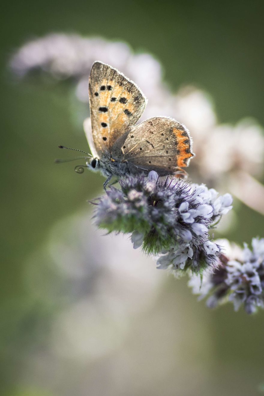 I Lurk Around The House Photographing The Little Things