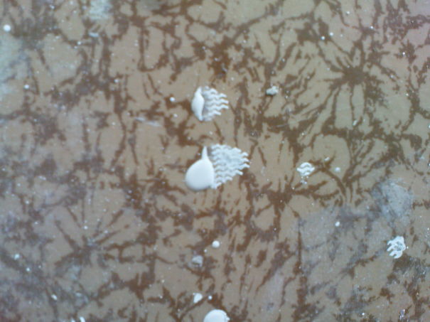 Created Jellyfish By Accidently Stepping On Wet Paint