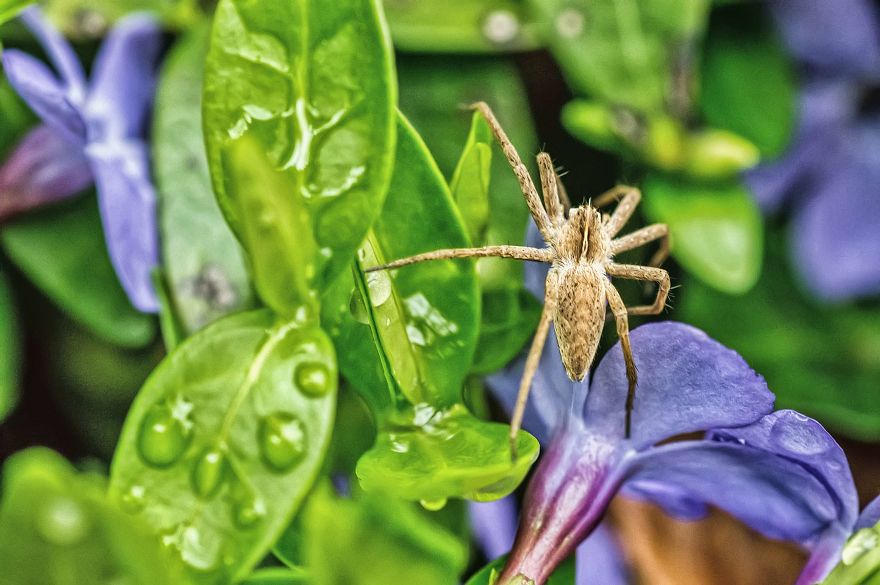 I Lurk Around The House Photographing The Little Things