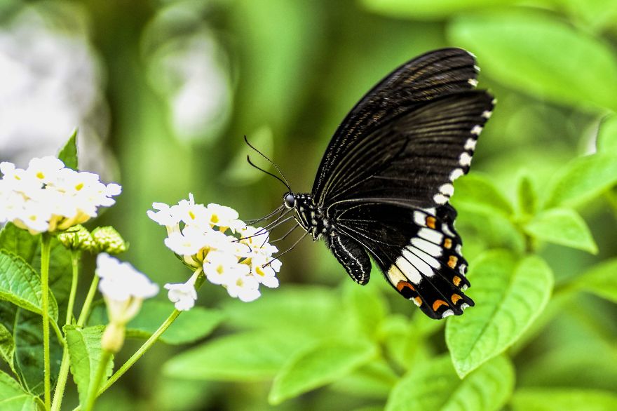 I Lurk Around The House Photographing The Little Things