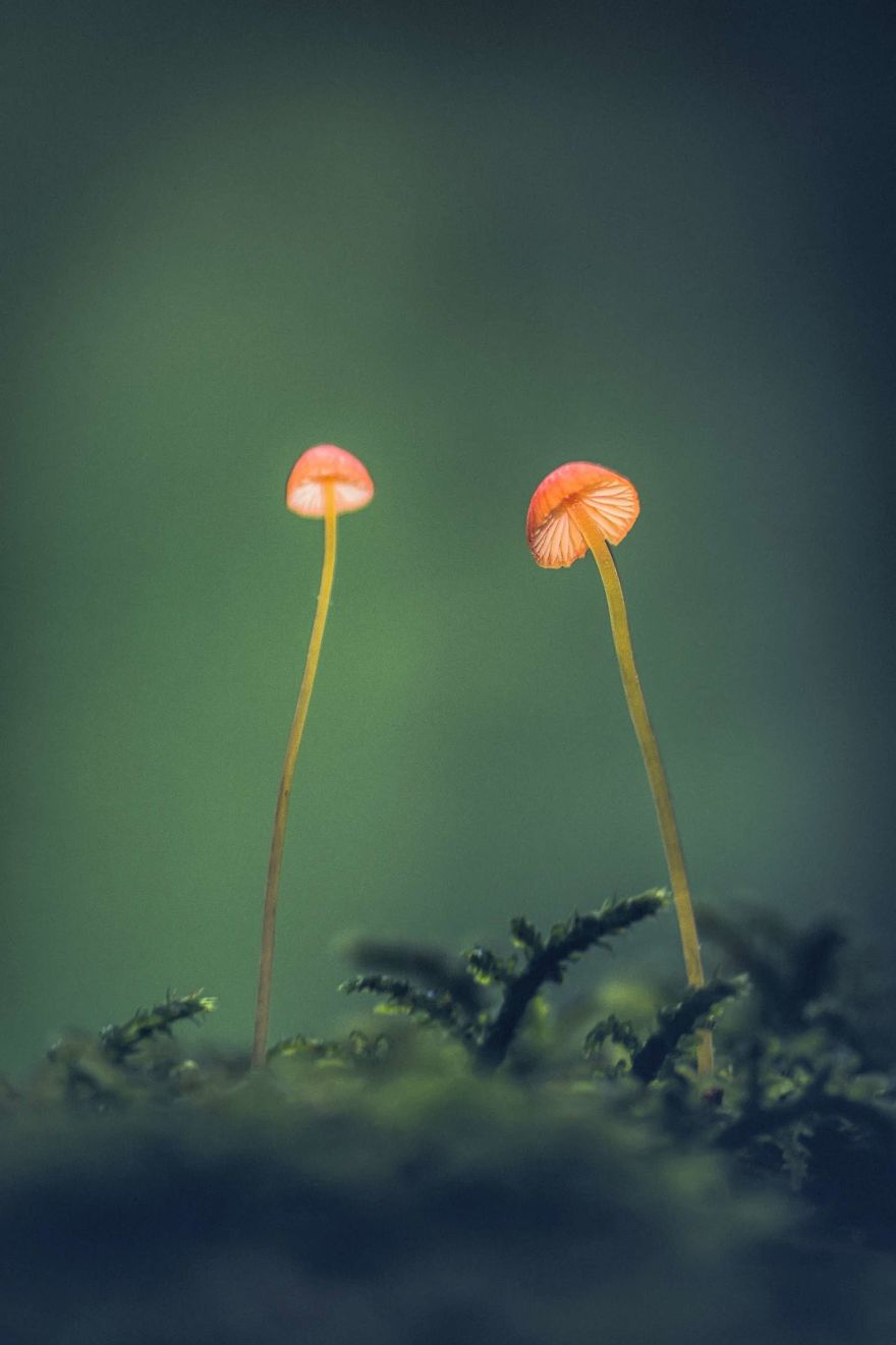 I Lurk Around The House Photographing The Little Things