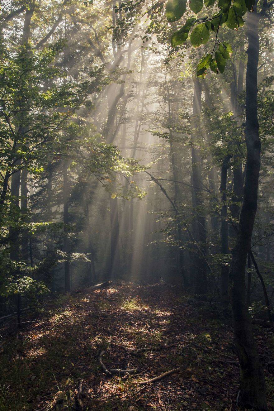 Hypnotizing Forests Of Slovenia, My Homeland Hypnotizing Forests Of Slovenia, My Homeland