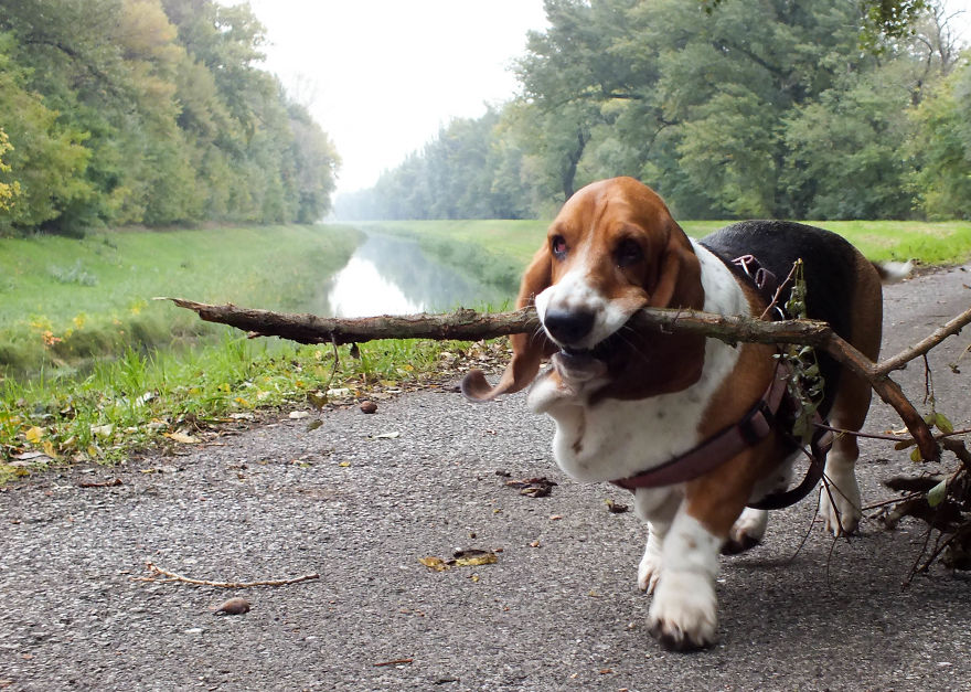My Dog Has A Thing For Big Sticks