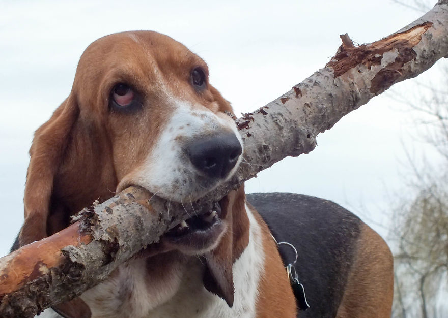 My Dog Has A Thing For Big Sticks