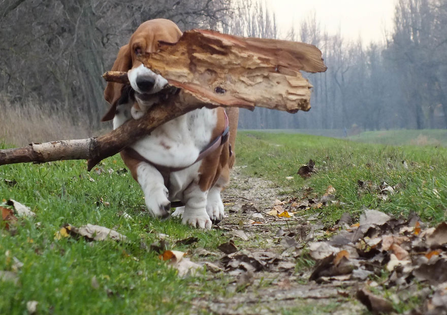 My Dog Has A Thing For Big Sticks