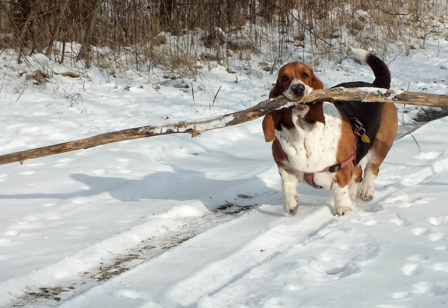 My Dog Has A Thing For Big Sticks