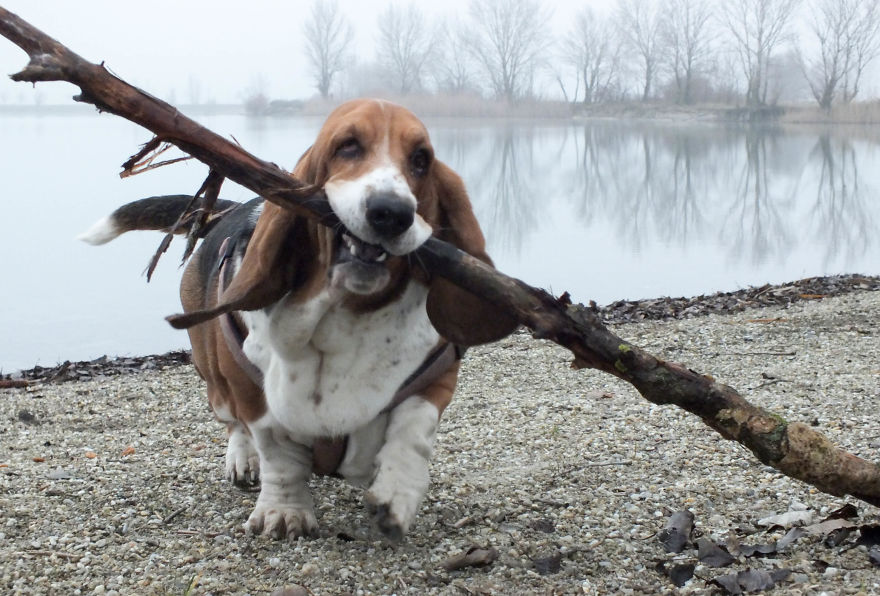 My Dog Has A Thing For Big Sticks