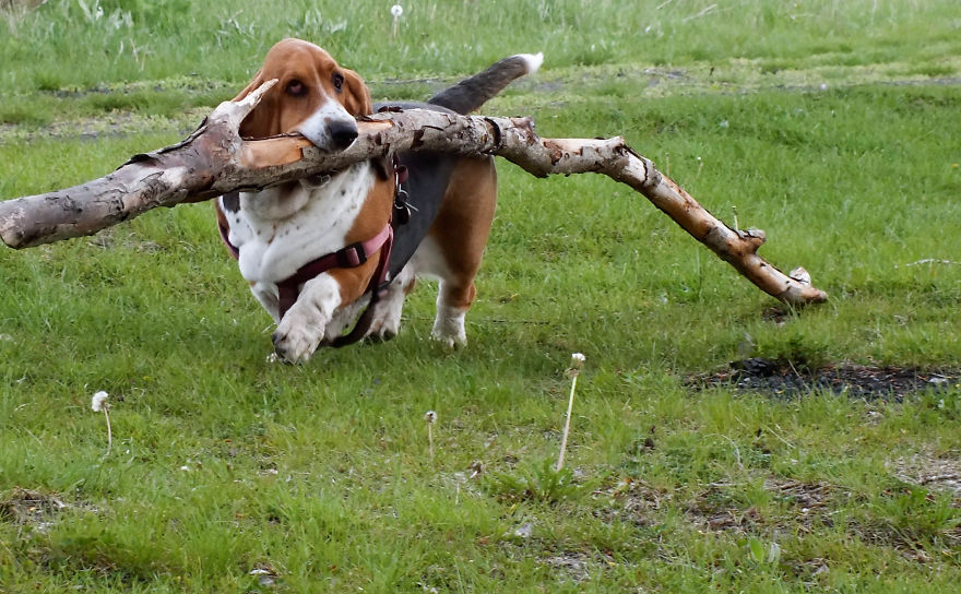 My Dog Has A Thing For Big Sticks