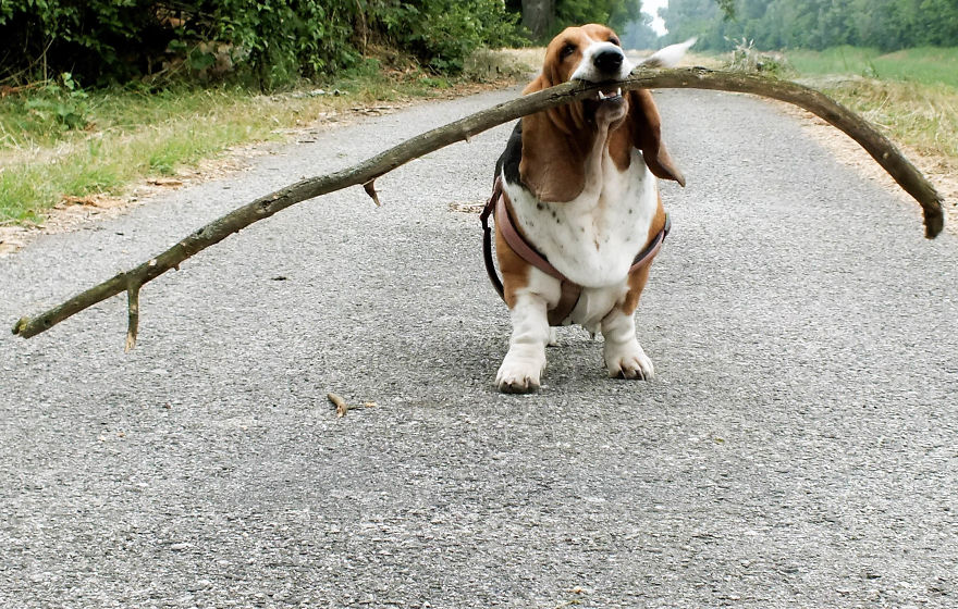 My Dog Has A Thing For Big Sticks