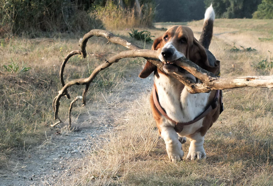 My Dog Has A Thing For Big Sticks