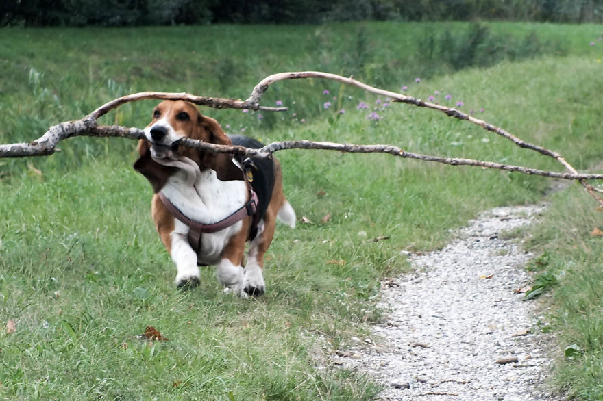 My Dog Has A Thing For Big Sticks