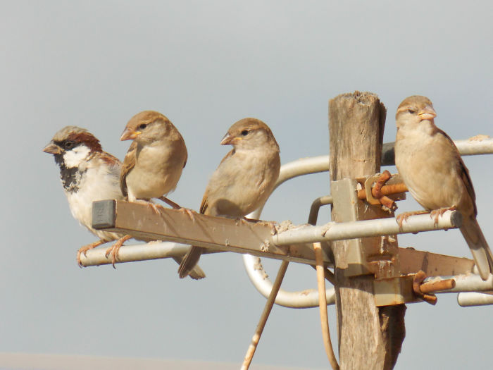Birds Of A Feather And Their Cousin