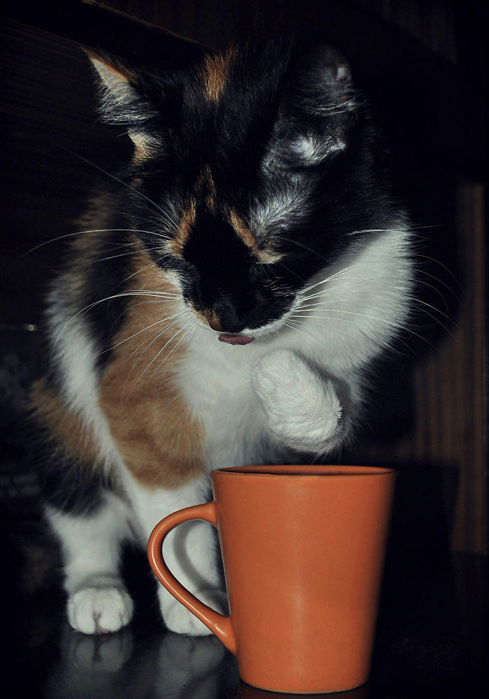 My Cat Just Casually Drinking Water Using Her Paw