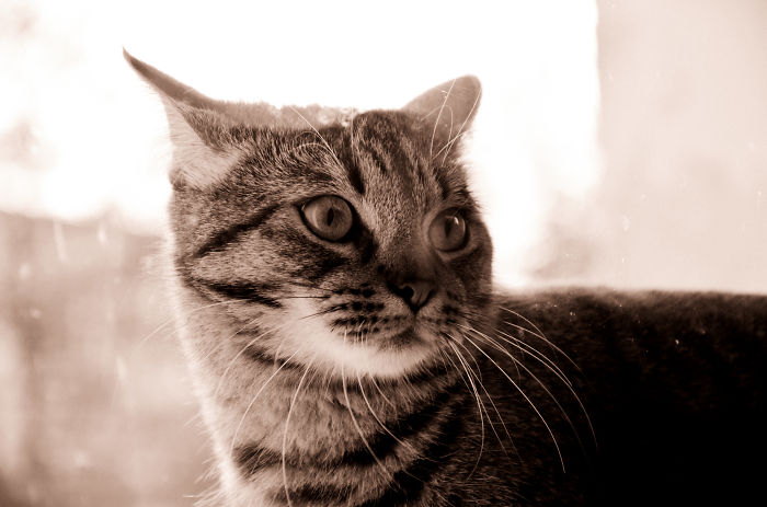 Micius The Cat. Listen To The Neighbors Gossip. Busted.