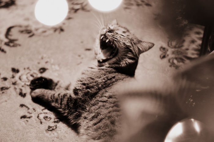 Micius The Cat. Christmas Eve Cry.