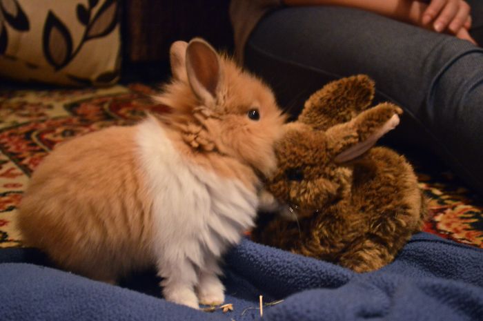 Little Julius Discovers He Has A New Friend