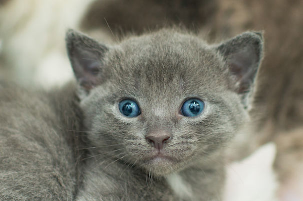 I Photograph Orphaned Kittens To Promote Adoption