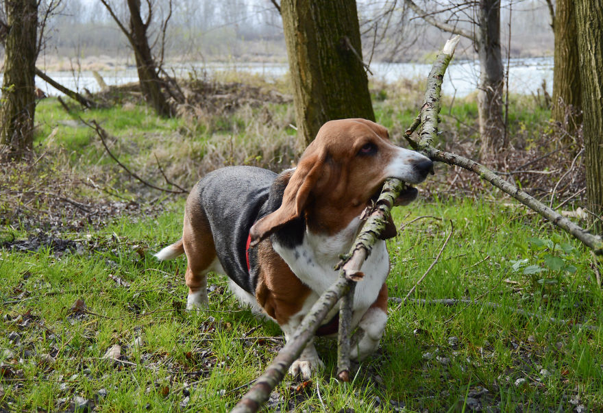 My Dog Has A Thing For Big Sticks