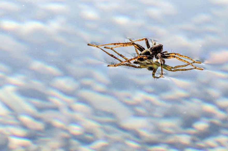 I Lurk Around The House Photographing The Little Things