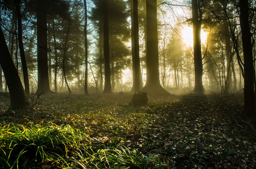 Hypnotizing Forests Of Slovenia, My Homeland Hypnotizing Forests Of Slovenia, My Homeland