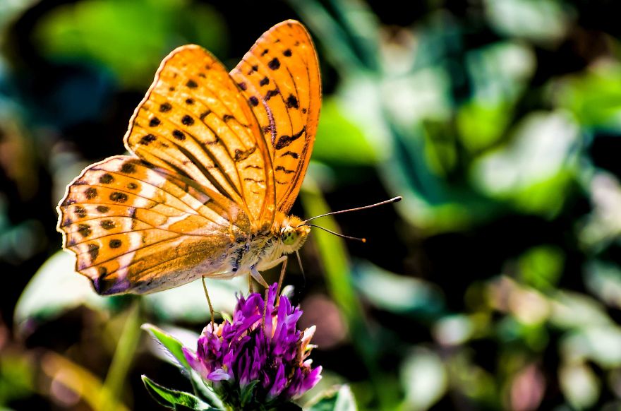 I Lurk Around The House Photographing The Little Things