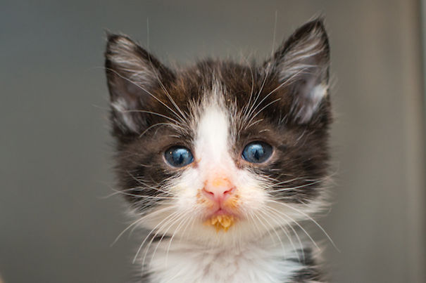 I Photograph Orphaned Kittens To Promote Adoption