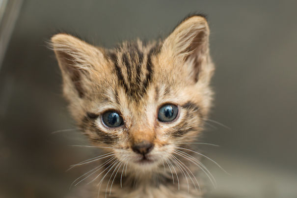 I Photograph Orphaned Kittens To Promote Adoption